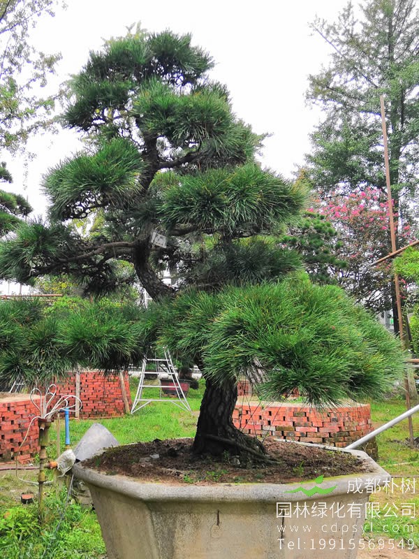 罗汉松种植禁忌，罗汉松的种植需要注意哪些问题？
